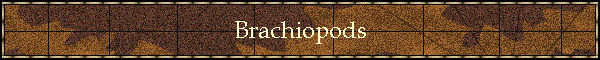 Brachiopods