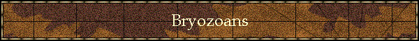 Bryozoans
