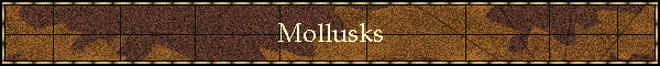 Mollusks